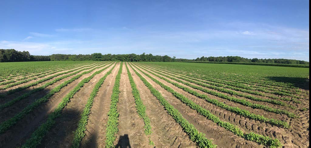 4 Pack-18oz Can Salted Virginia Peanuts