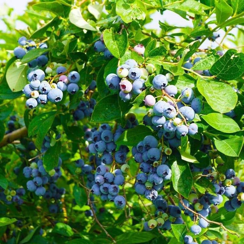 Pack 4 Top Hat Blueberry Bush Live Plant, Blueberry Plants Live for Planting 5 to 8 Inch Height, Sweet Blueberries Tree Live Plant