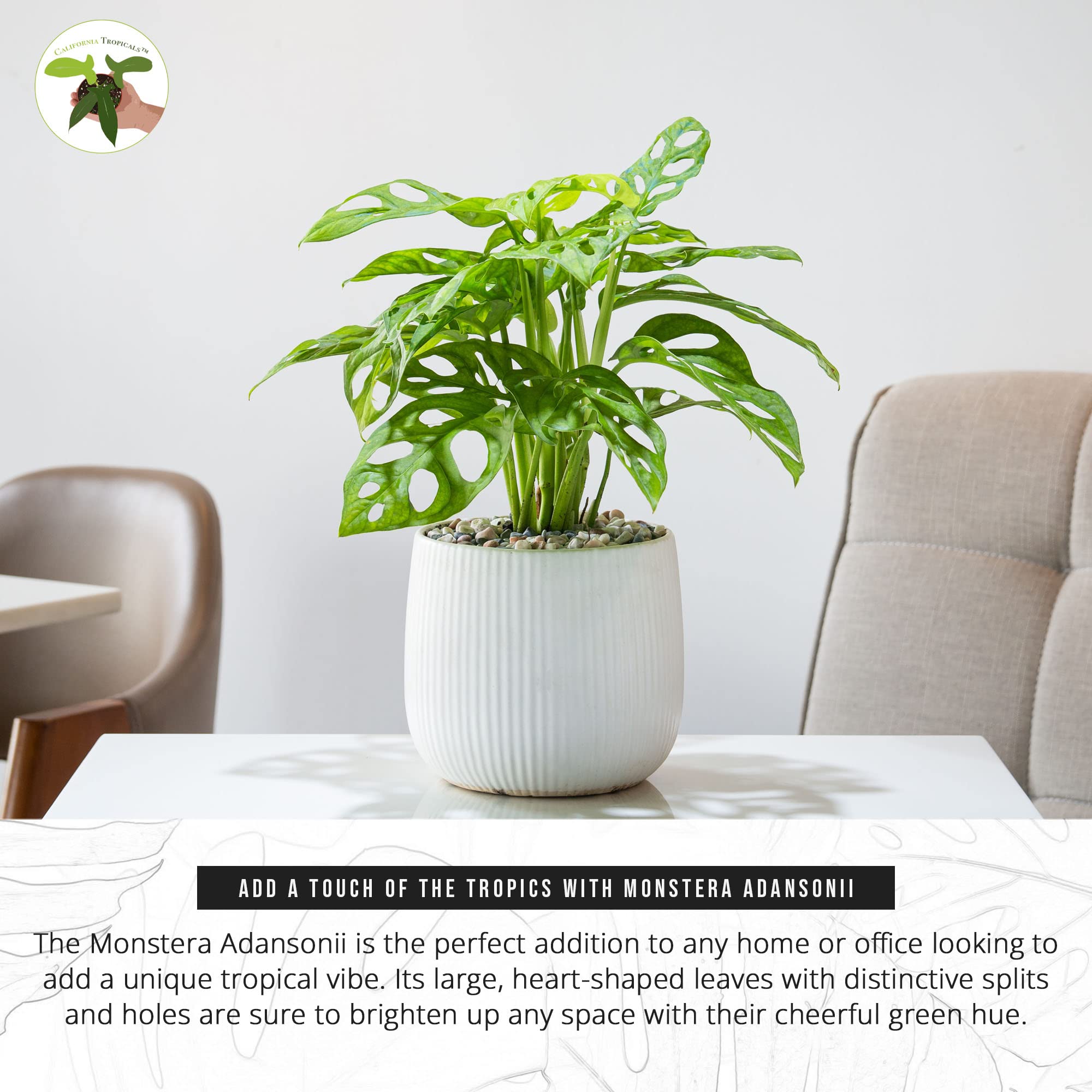 California Tropicals Monstera Adansonii Real Live Indoor Houseplants - Big Low Light Tropical Plant for Air Purifying Decorations - 4" Pots Easy Planting in Homes, Offices, and Outdoor Gardens