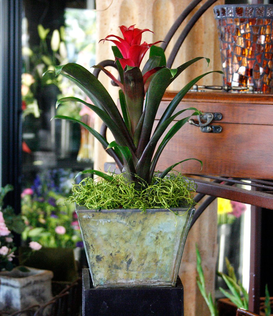 SuperMoss (26907) Spanish Moss Preserved, Grass, 4oz, 120 cubic in Bag (Appx. 4oz) (7 59834 26907 6)