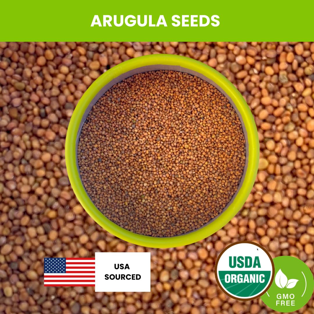 Arugula Seeds for Microgreens – 8 oz. | Non-GMO, Heirloom, Chemical-Free, USA-Grown | Fresh, Flavorful & Easy to Grow | Packaged in Food-Grade Container with Lid for Freshness & Easy Scooping