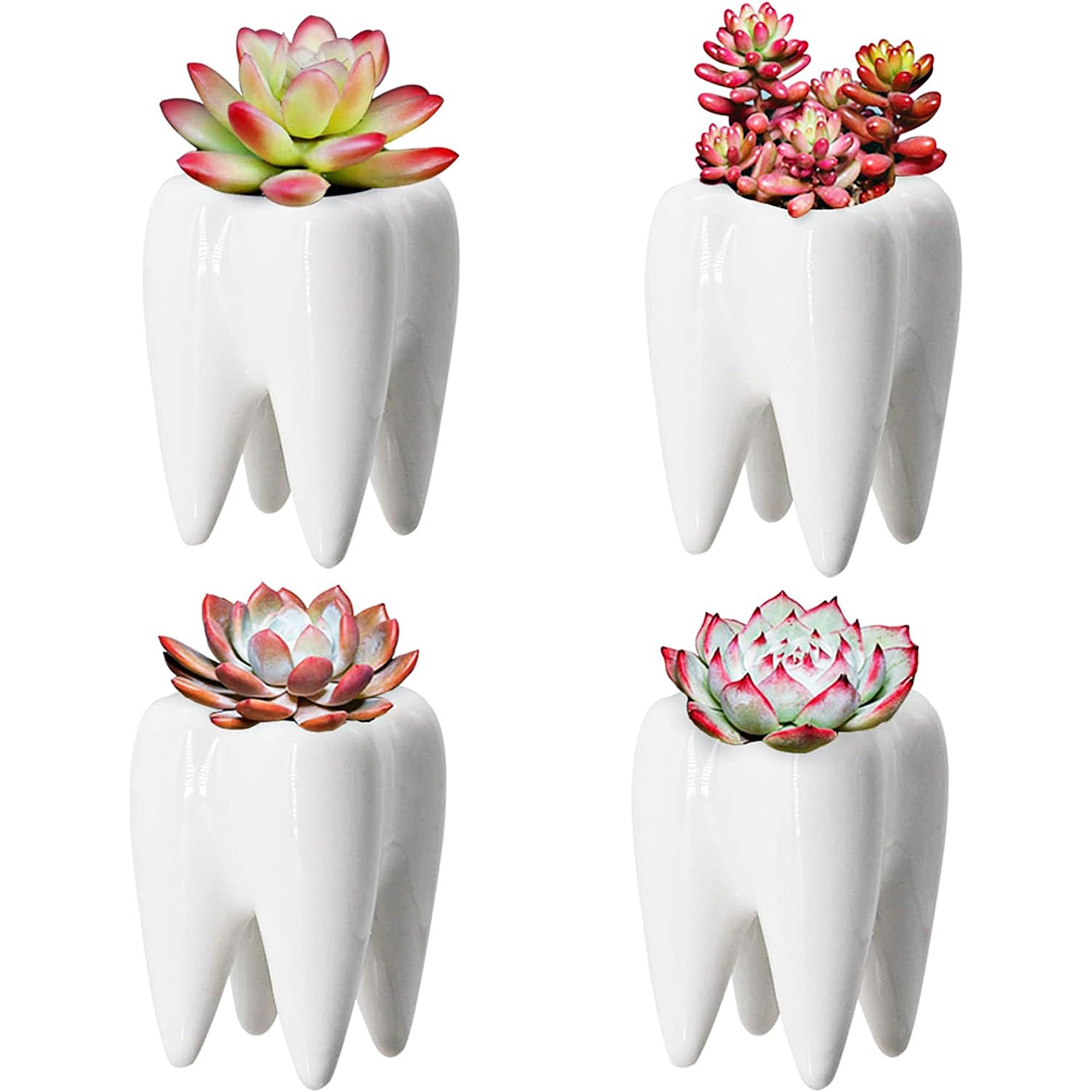 YOFIT Modern Style Teeth Pots Ceramic Flower Pot for Dental Gifts, White Succulent Cactus Bonsai Planter Container for Dental Office Decor, 3.7" Set of 4