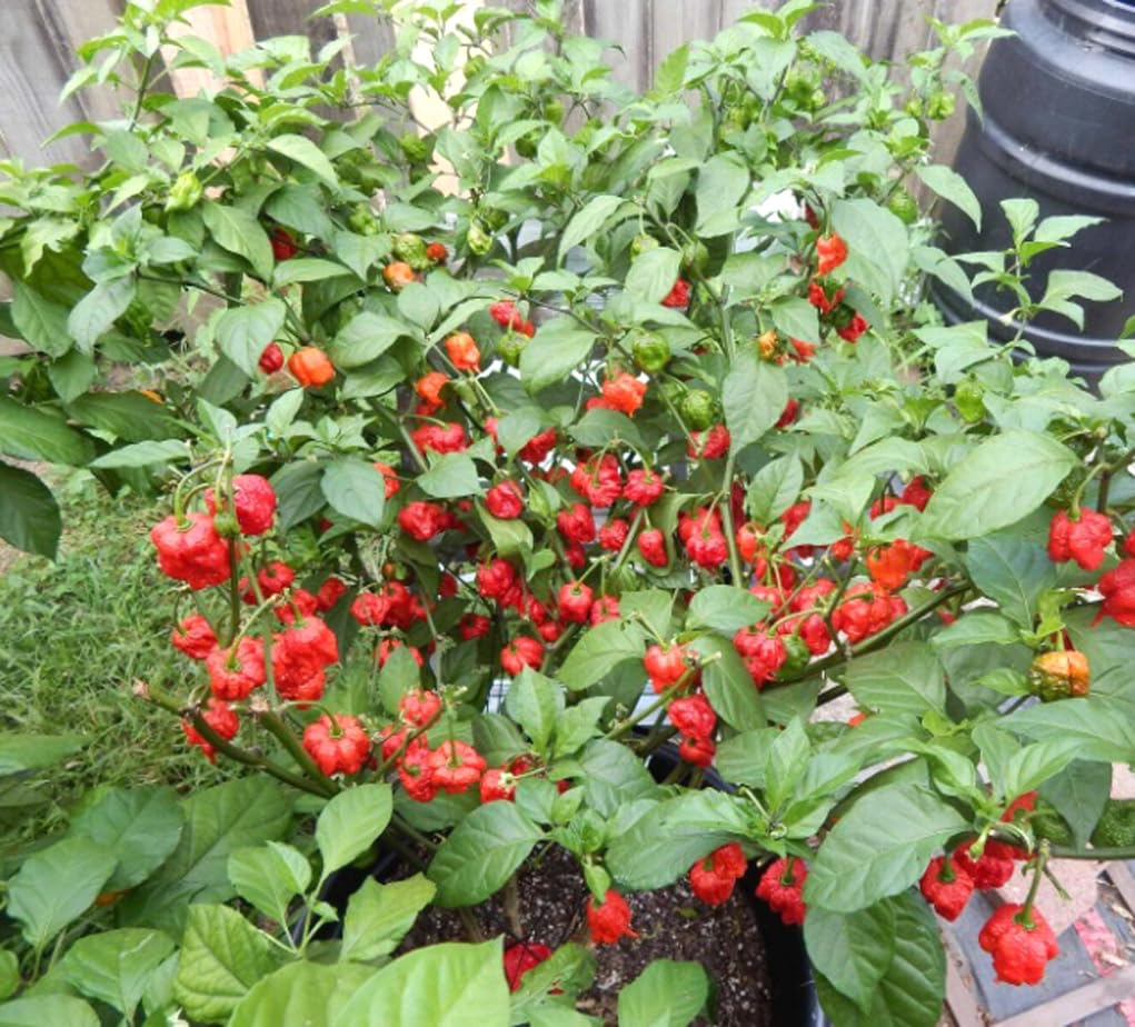 100PCS Carolina Reaper Chili Pepper Seeds Hot Pepper Vegetable Seeds Heirloom