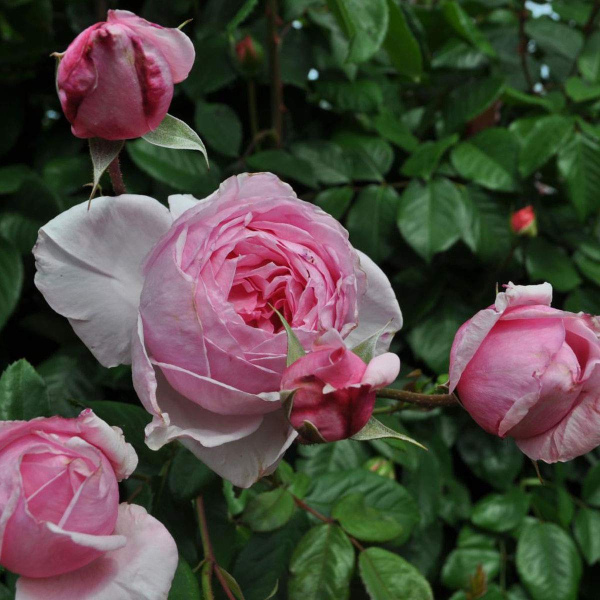 Stargazer Perennials - Kiss Me Kate Climbing Rose Plant Live Ready to Plant | Reblooming Very Fragrant Pink Flowers Hardy Climber - Own Root 1.5 Gallon Potted Easy to Grow