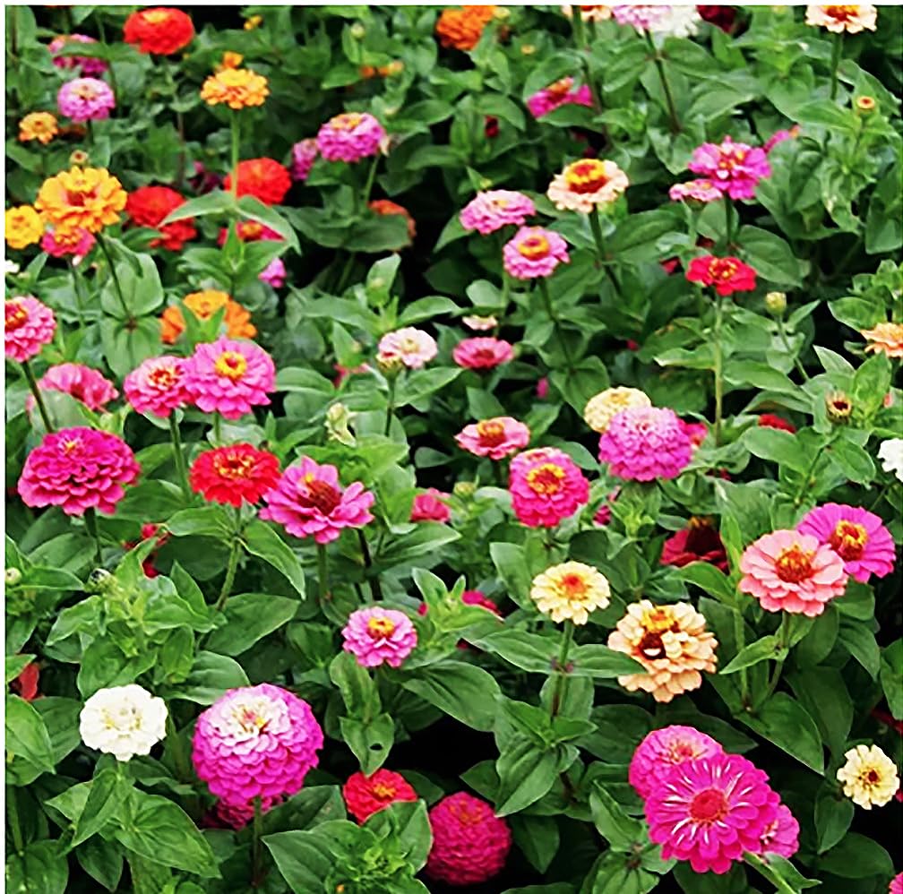 Cut and Come Again Mixed Zinnia Seeds - Approximately 300 Seeds