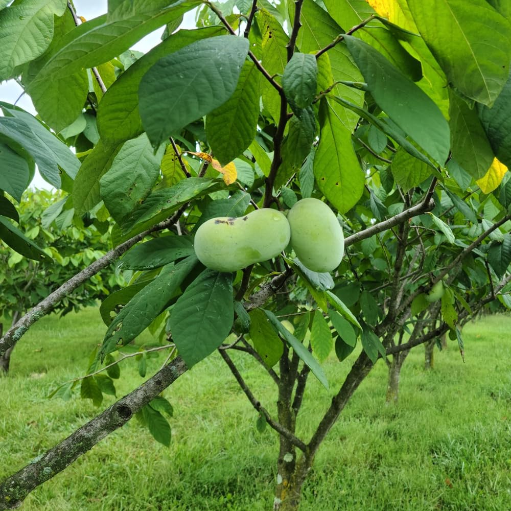 Pawpaw Tree Live Plant in 2.5 Inc Pot, Asimina Triloba Paw Paw Tree Starter Size, 5 to 7 Inches in Tall, 1 Year Old Seedling, Edible Pawpaw Plant