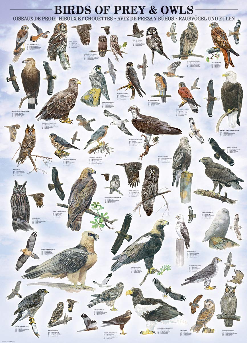 EuroGraphics Birds of Prey and Owls Puzzle (1000-Piece) (6000-0316)