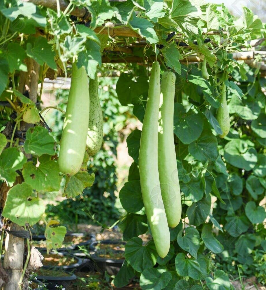 Bottle Gourd Hugua Lauki Doodhi Calabash Slaouia Long Melon Squash 10 Seeds by OrginBud