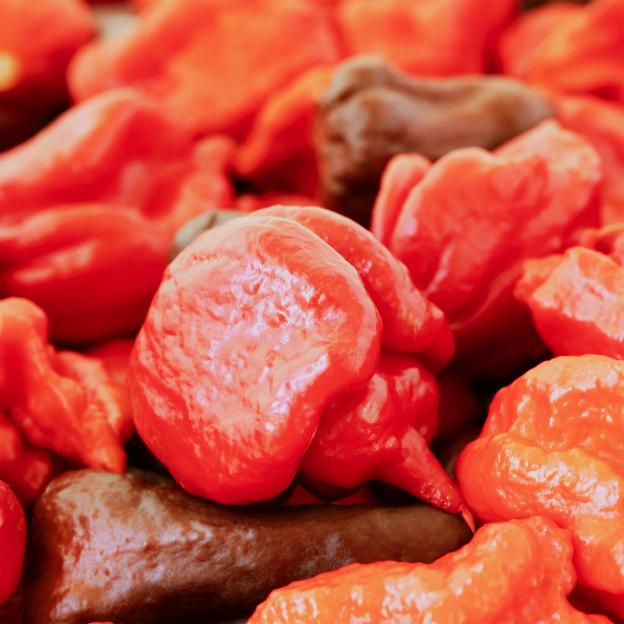 Unpretentious Whole Dried Carolina Reaper Chiles, Extremely Spicy Chiles, Hot Sauce (50 Count)