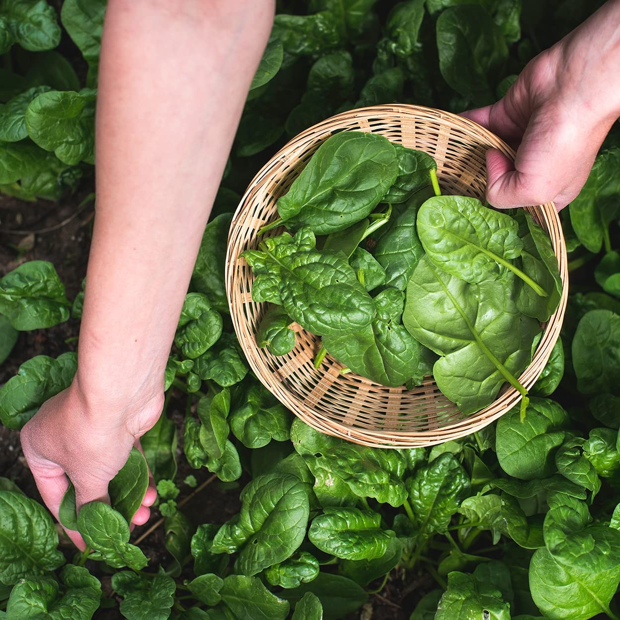 Organic Spinach Seeds (Bloomsdale Long Standing) - Approx 300 Seeds - USDA Organic, Non-GMO, Open Pollinated, Heirloom, USA Origin