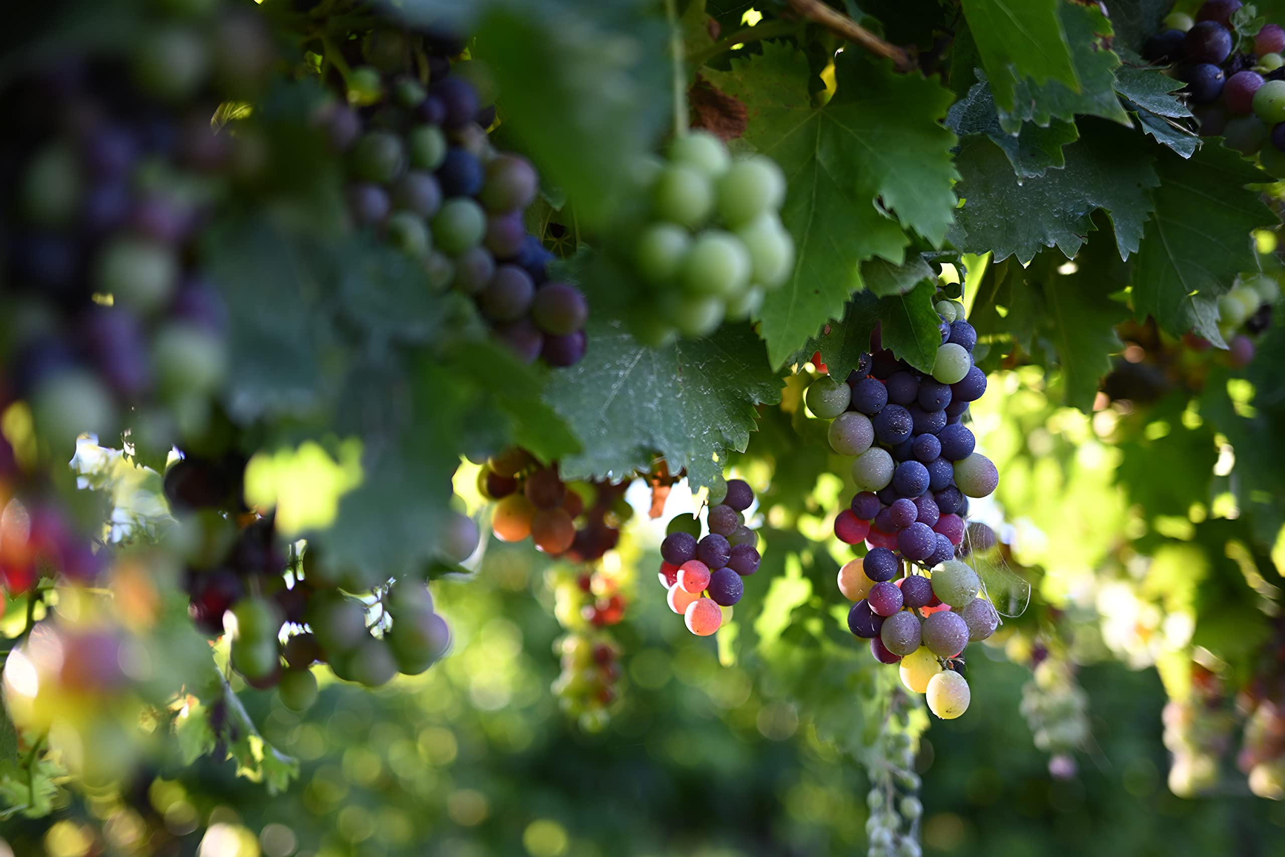 Nikon NIKKOR Z 40mm f/2 | Large aperture 40mm prime lens for Z series mirrorless cameras | Nikon USA Model