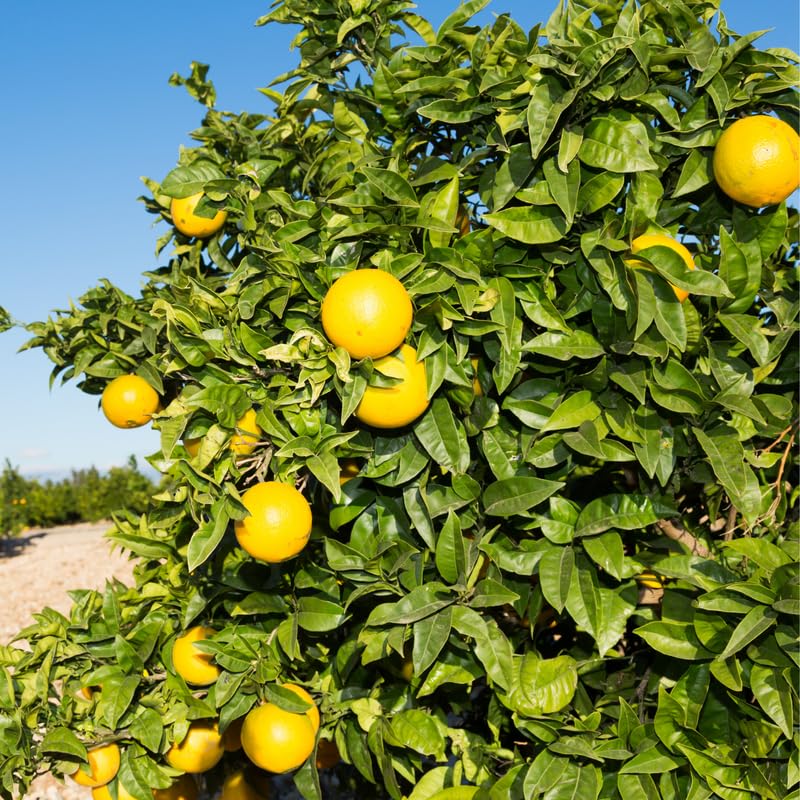 Orange Tree Valencia, Valencia Orange Tree Live Plant for Planting, Valencia Orange 3 Feet Height in Gallon Pot, Valencia Orange Outdoor Orange Tree