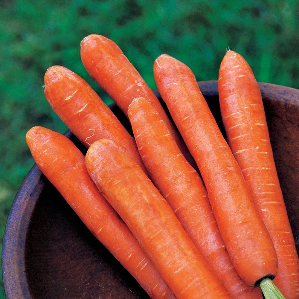 Burpee Organic Scarlet Nantes Carrot Seeds