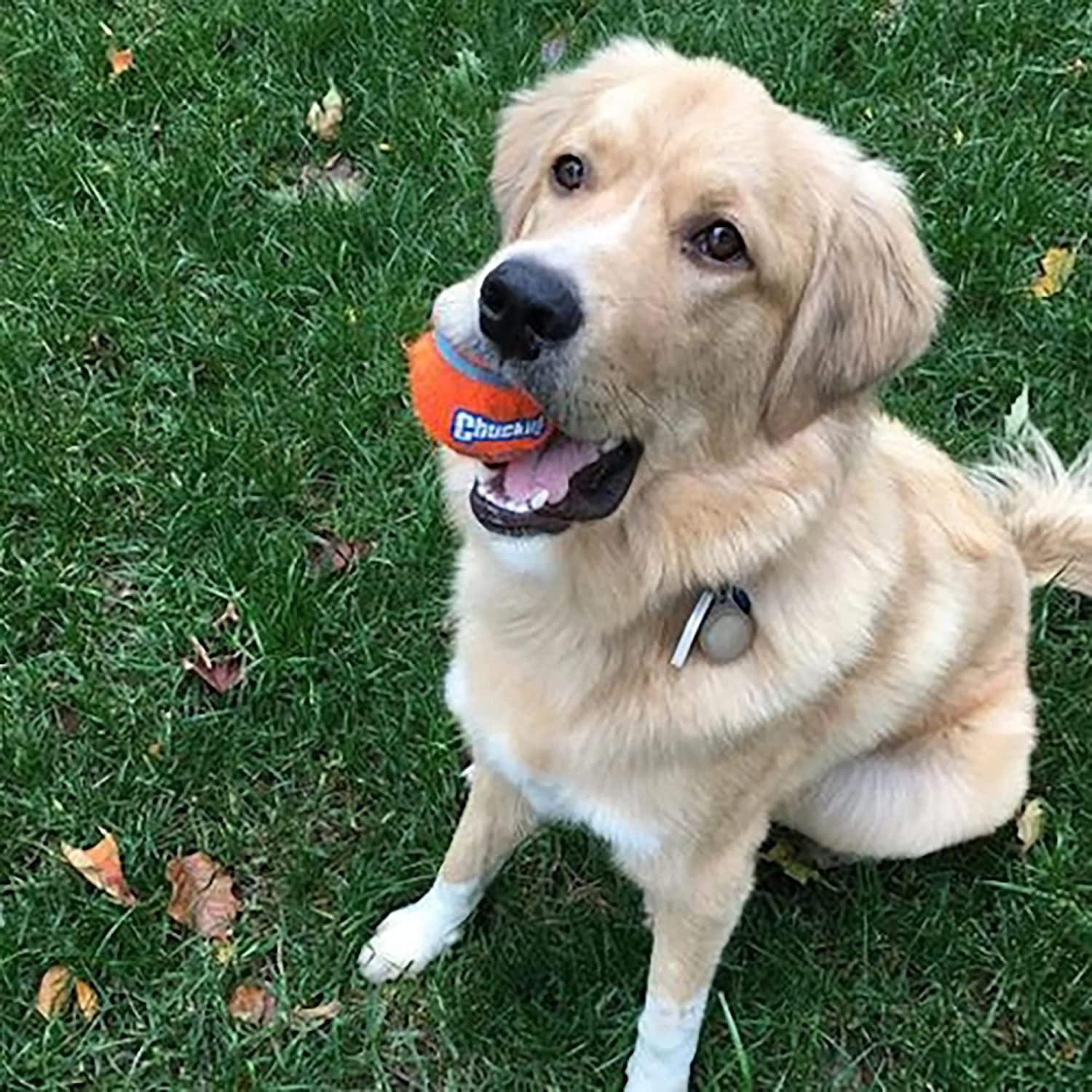 Chuckit! Dog Tennis Ball Dog Toy, Medium (2.5 Inch Diameter) for dogs 20-60 lbs, Pack of 4