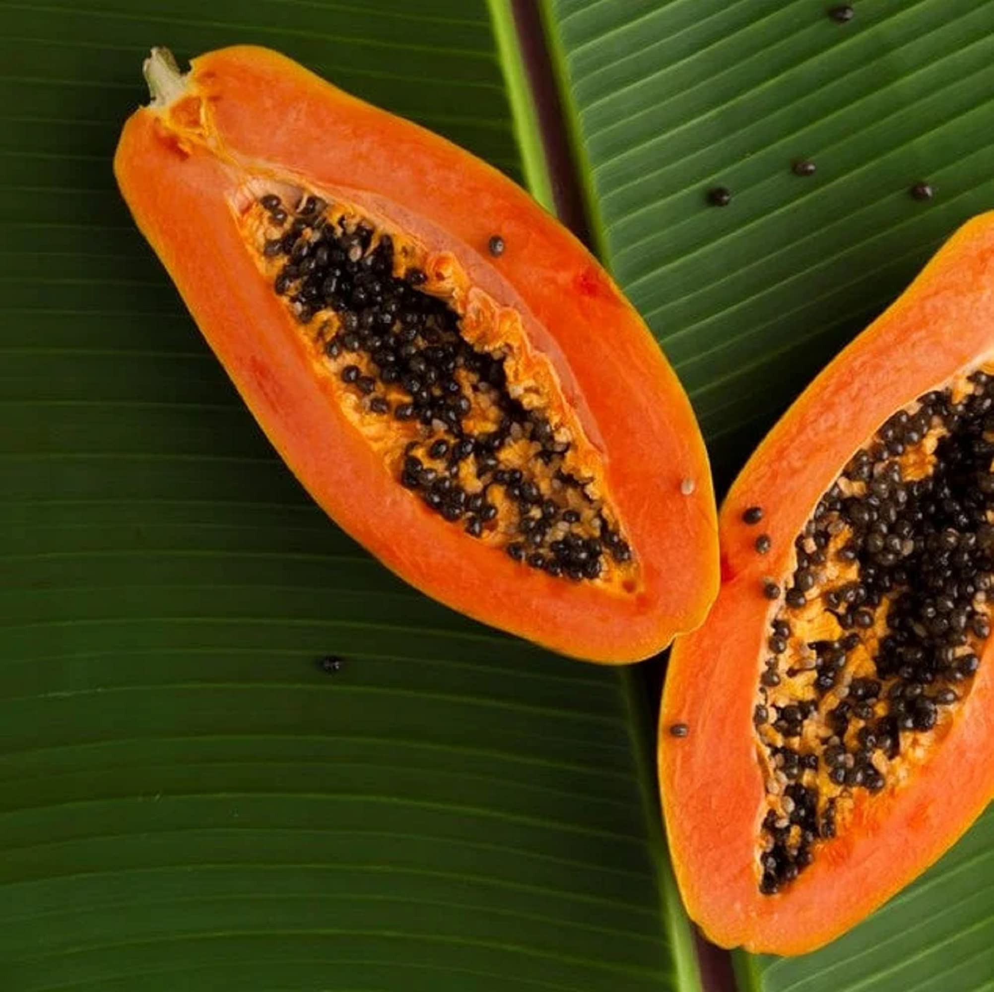 CHUXAY GARDEN Dwarf Papaya Seed 20 Seeds Sweet Fruit Tree Gardening Grows in Just Weeks Low-Maintenance