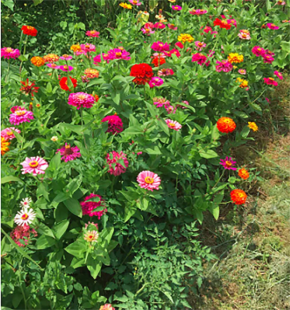 Cut and Come Again Mixed Zinnia Seeds - Approximately 300 Seeds