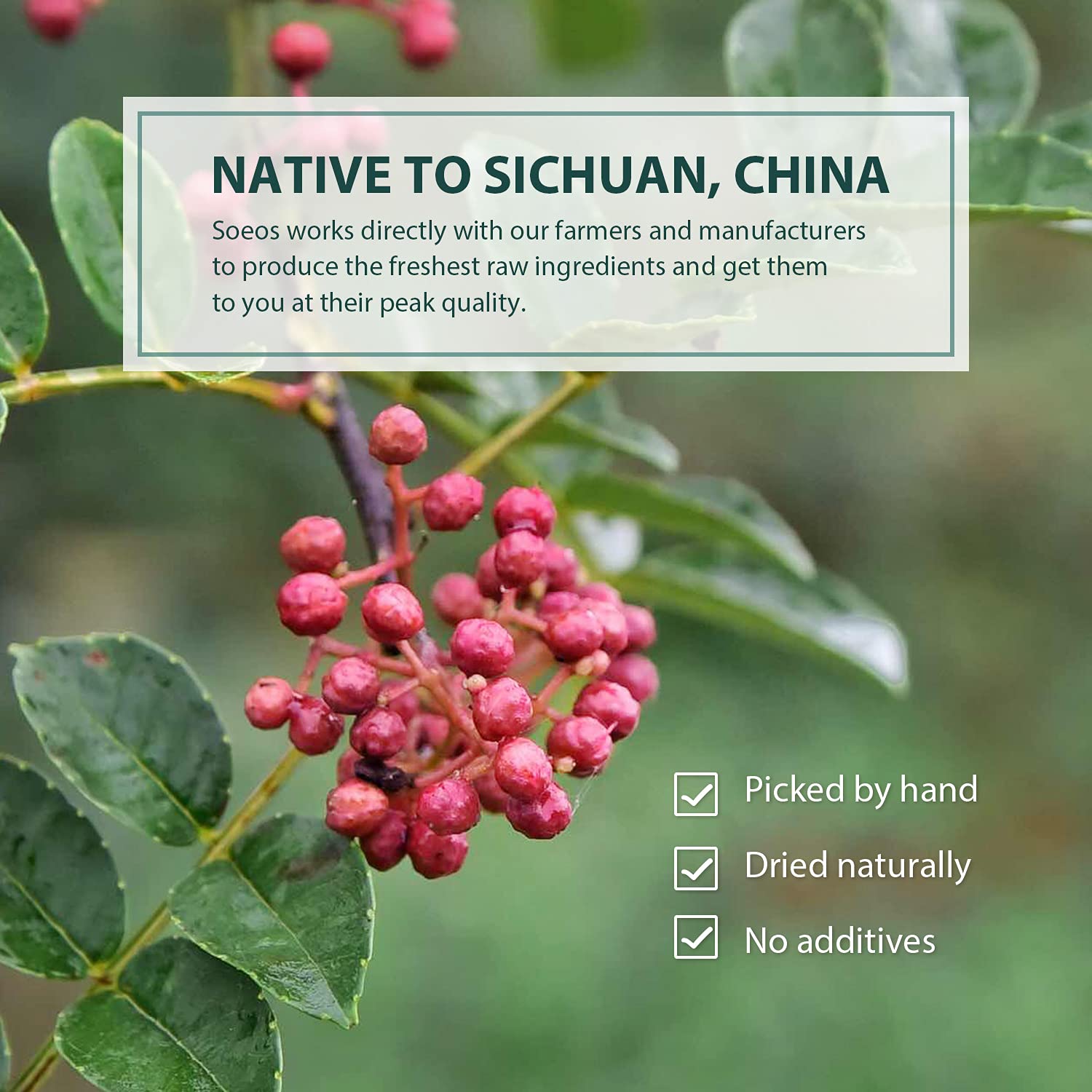 Soeos Sichuan Peppercorns, 8oz(227g), Authentic Szechuan Red Peppercorn, Numbing and Tingle Effect, Less Seeds, Strong Flavor, Essential for Mapo Tofu, Kung Pao Chicken and Asine Cusine