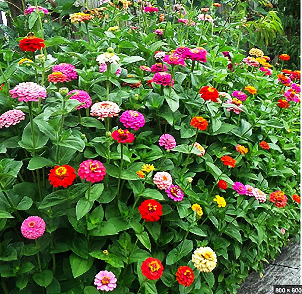 Cut and Come Again Mixed Zinnia Seeds - Approximately 300 Seeds