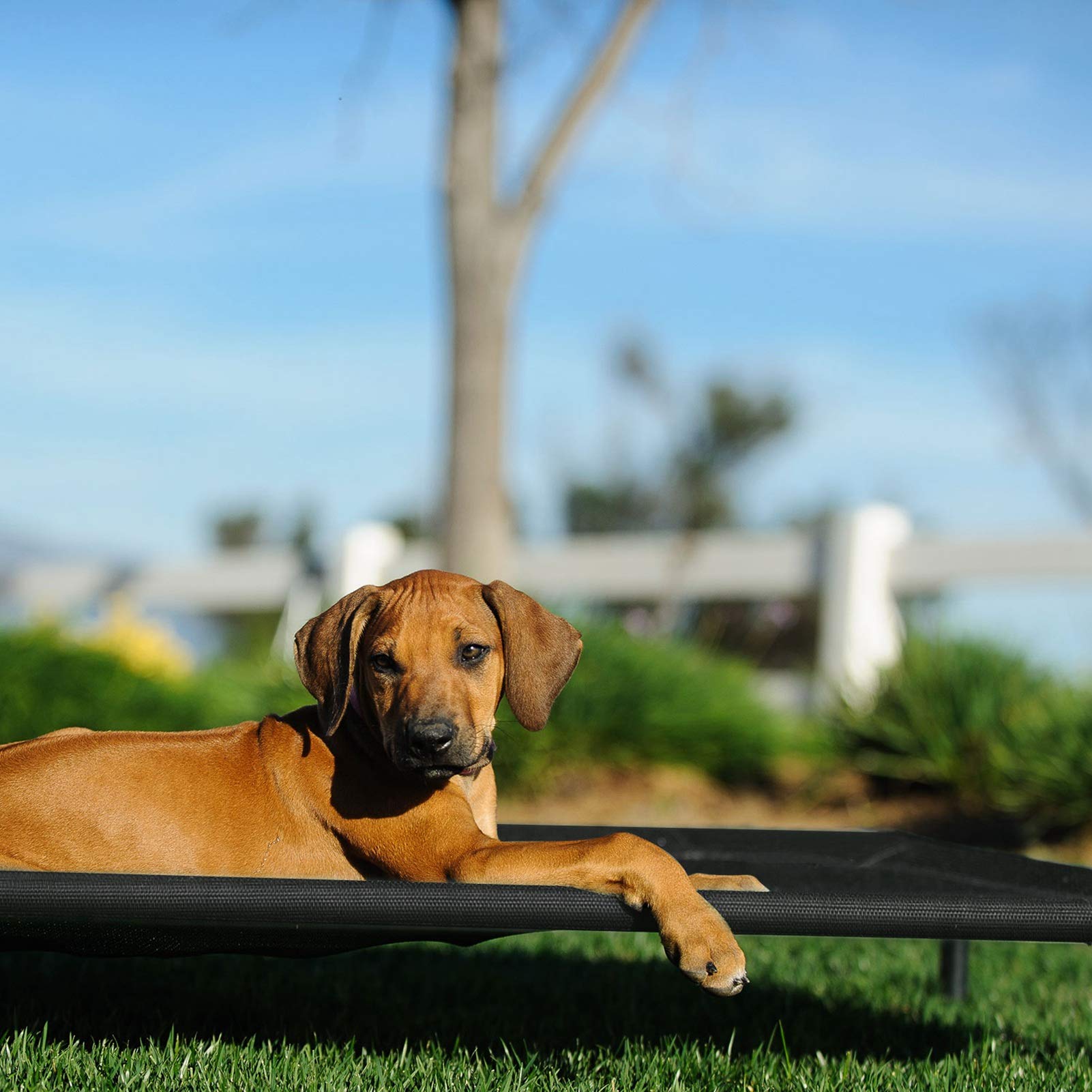 Veehoo Cooling Elevated Dog Bed, Portable Raised Pet Cot with Washable & Breathable Mesh, No-Slip Feet Durable Dog Cots Bed for Indoor & Outdoor Use, Large, CWC1803-L