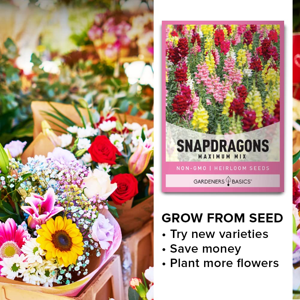 Gardeners Basics, Snapdragon Seeds for Planting (Maximum Mix Snap Dragon) Annual Flower Heirloom, Non-GMO Variety- 400mg Seeds Great for Summer Seeds for Gardening Flowers Gardens