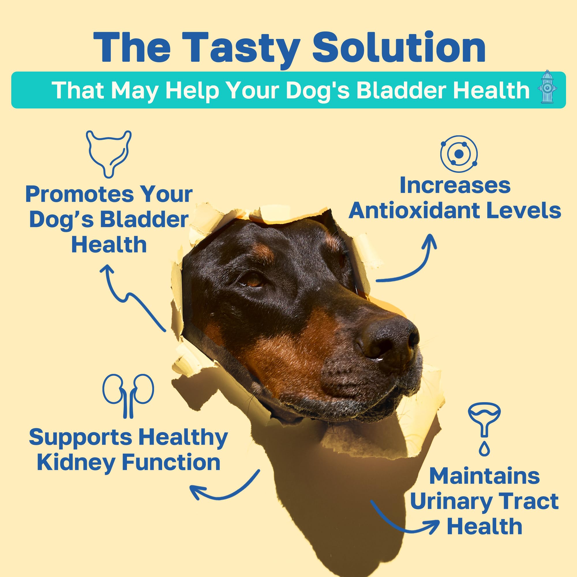 Happy Paws Bladder Supplement for Dogs, Urinary Support Soft Chews for All Breeds & Ages, Kidney Wellness Support with Cranberry & Antioxidants, Vegan Chicken Flavor, 100 Soft Chews