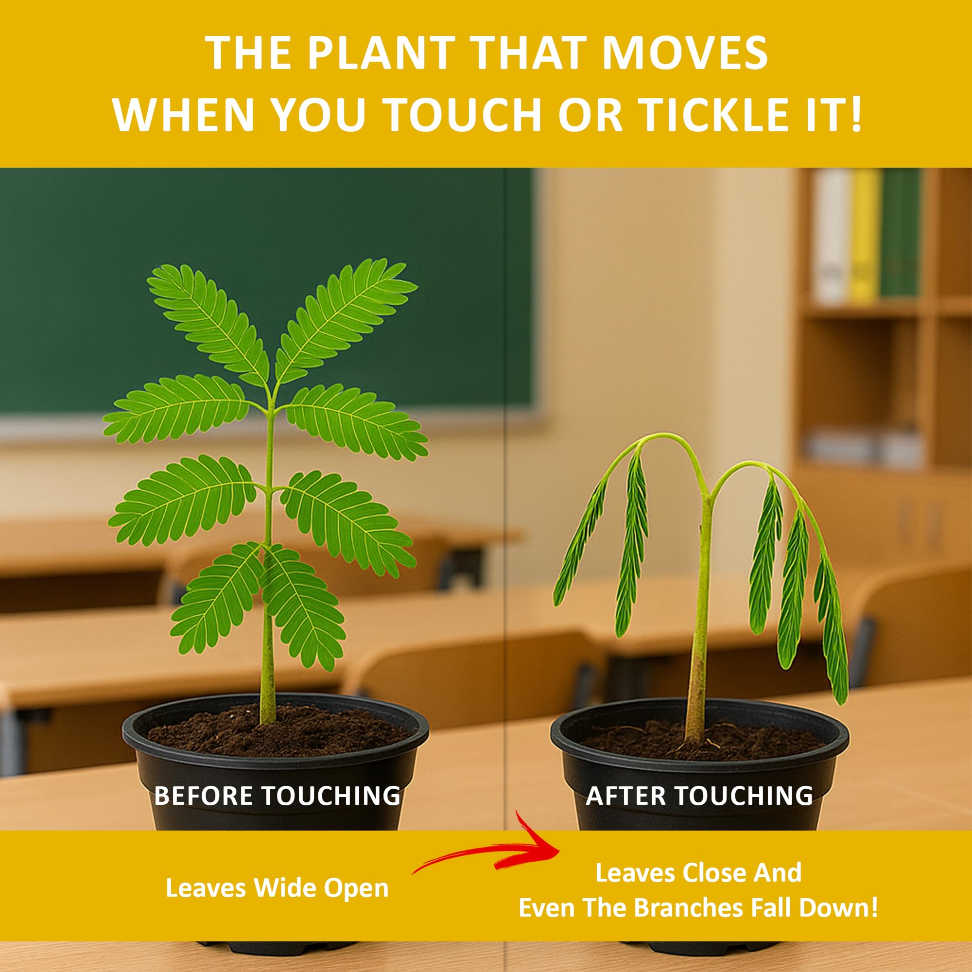 TickleMe Plant Seeds for Indoor Planting (2-Pack) – Interactive Party Favor | Leaves Close When Touched, Reopen in Minutes – Easy Indoor House Plant Seeds, Can Flower, Includes 10 Fun Activities