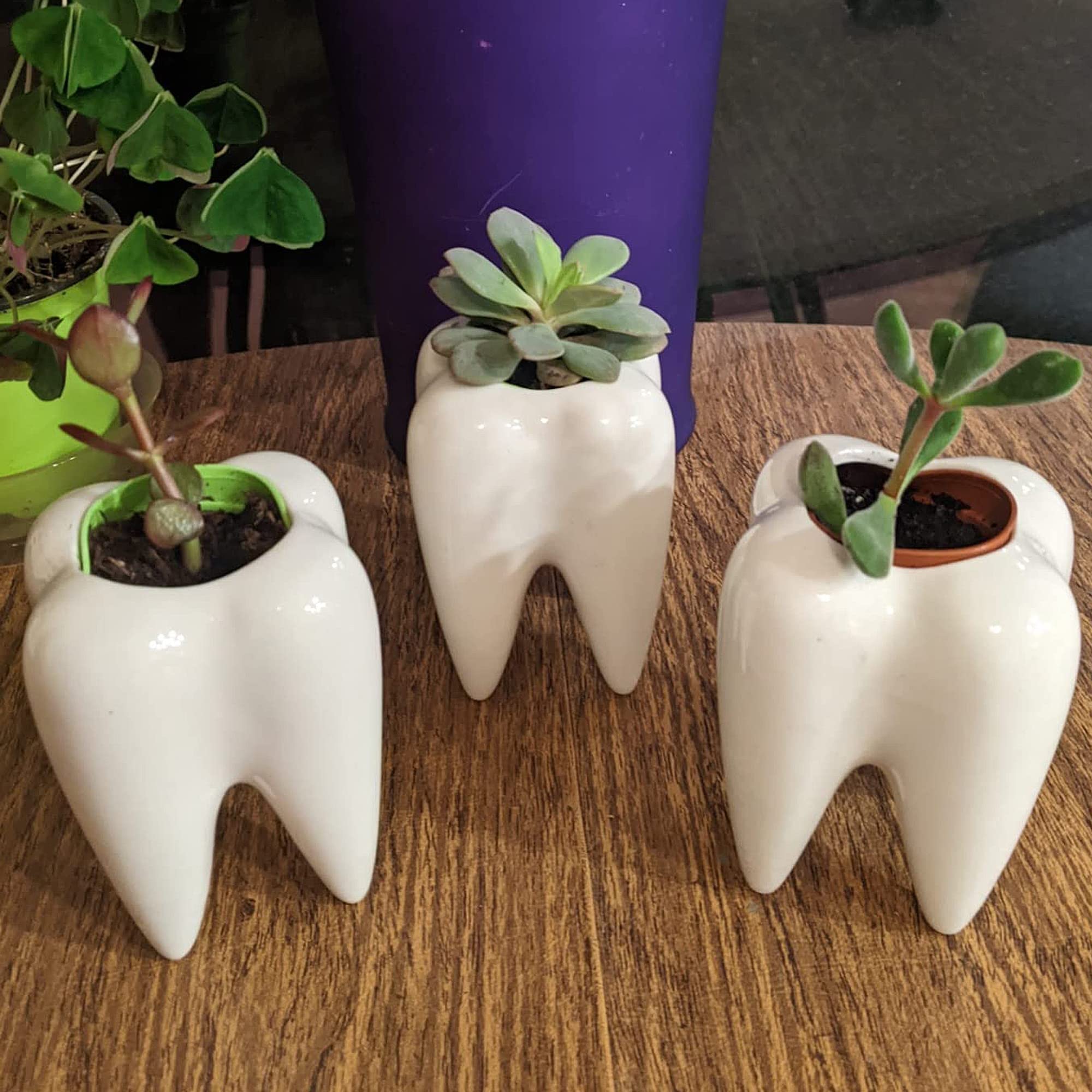 YOFIT Modern Style Teeth Pots Ceramic Flower Pot for Dental Gifts, White Succulent Cactus Bonsai Planter Container for Dental Office Decor, 3.7" Set of 4