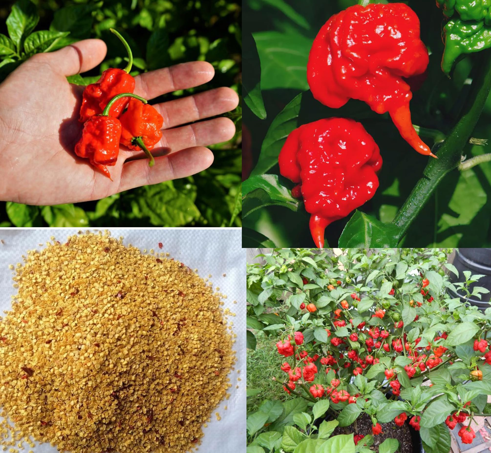 100PCS Carolina Reaper Chili Pepper Seeds Hot Pepper Vegetable Seeds Heirloom