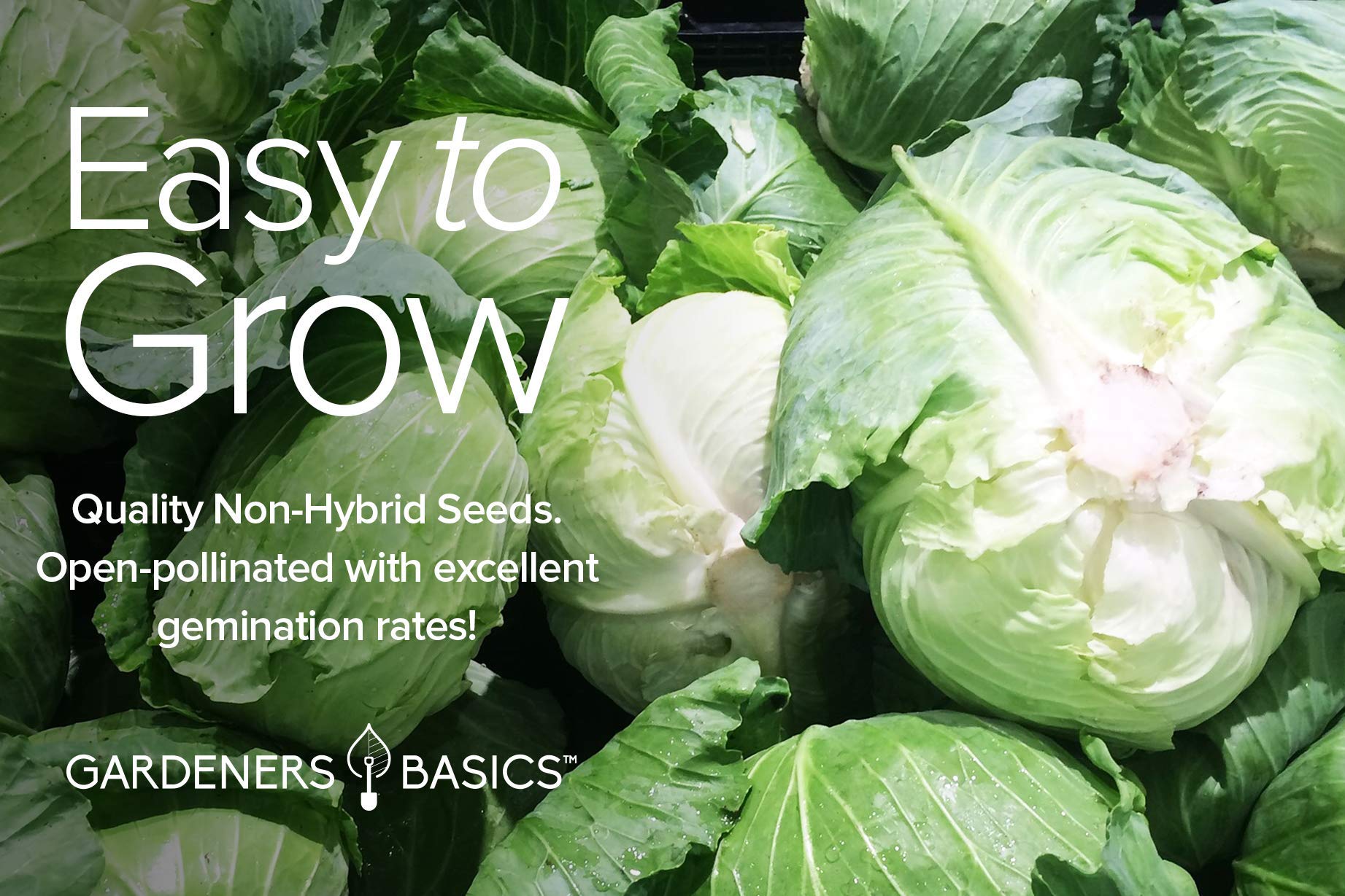 Gardeners Basics, Cabbage Seeds for Planting 5 Individual Packets Bok Choy, Michihili (Napa) Chinese Cabbage, Red, Golden Acre and Copenhagen Market Early for Your Non GMO Heirloom Vegetable Garden