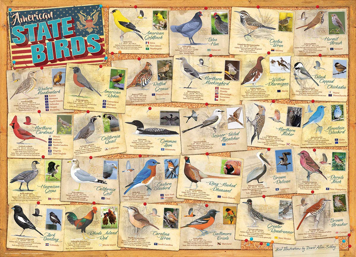 American State Birds by David Sibley