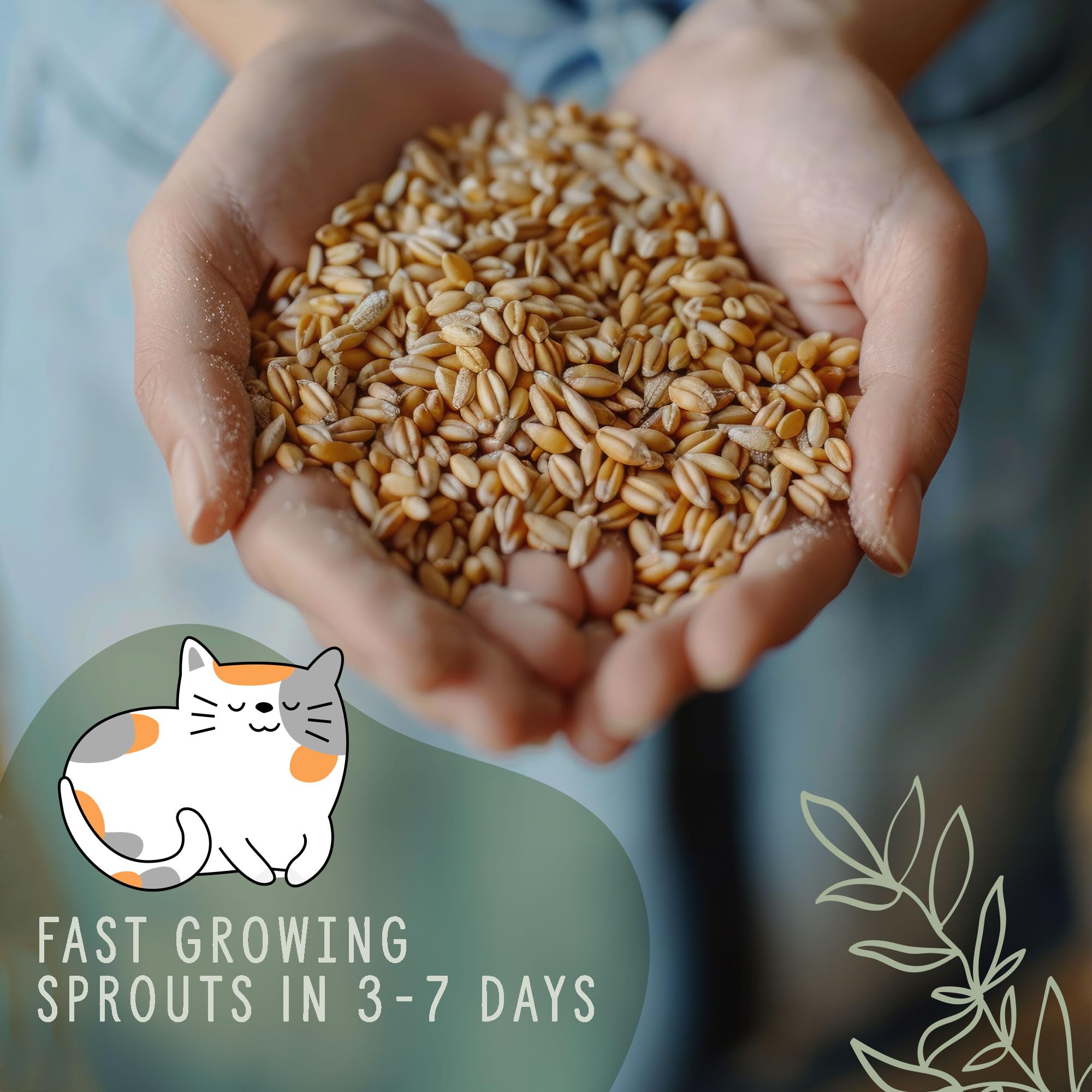 Organic Wheatgrass Cat Grass Premium Grow Kit 4 Pack | 100 % Wheatgrass Seeds Non‑GMO Seeds for Cats & Humans