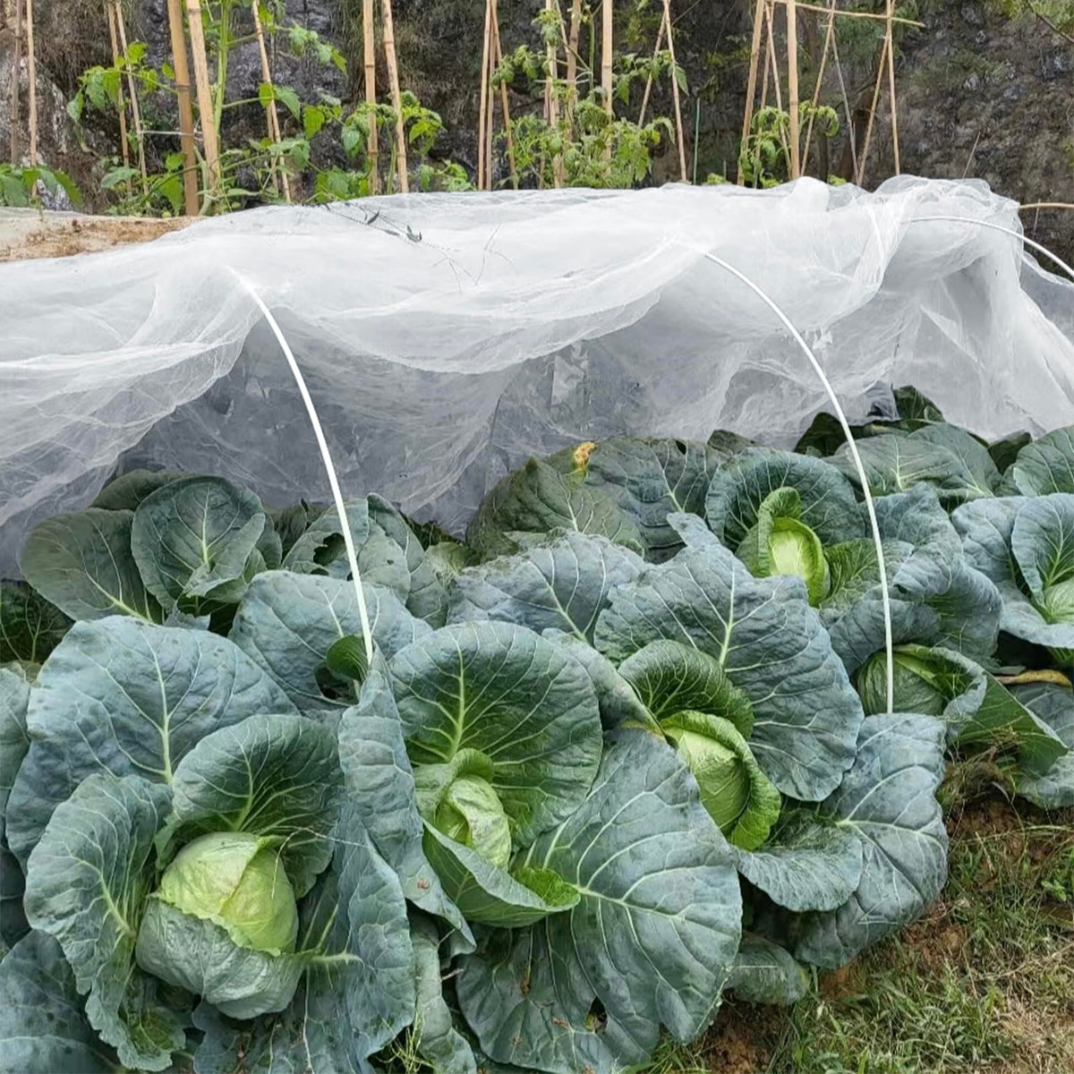 GonLei Garden Netting 8 X 24 FT Garden Mesh Netting Protection Plant Cover Screen Vegetable Row Cover,Cicada Netting for Trees Blueberry Shrubs Fruits Flowers Garden Screen Barrier Net