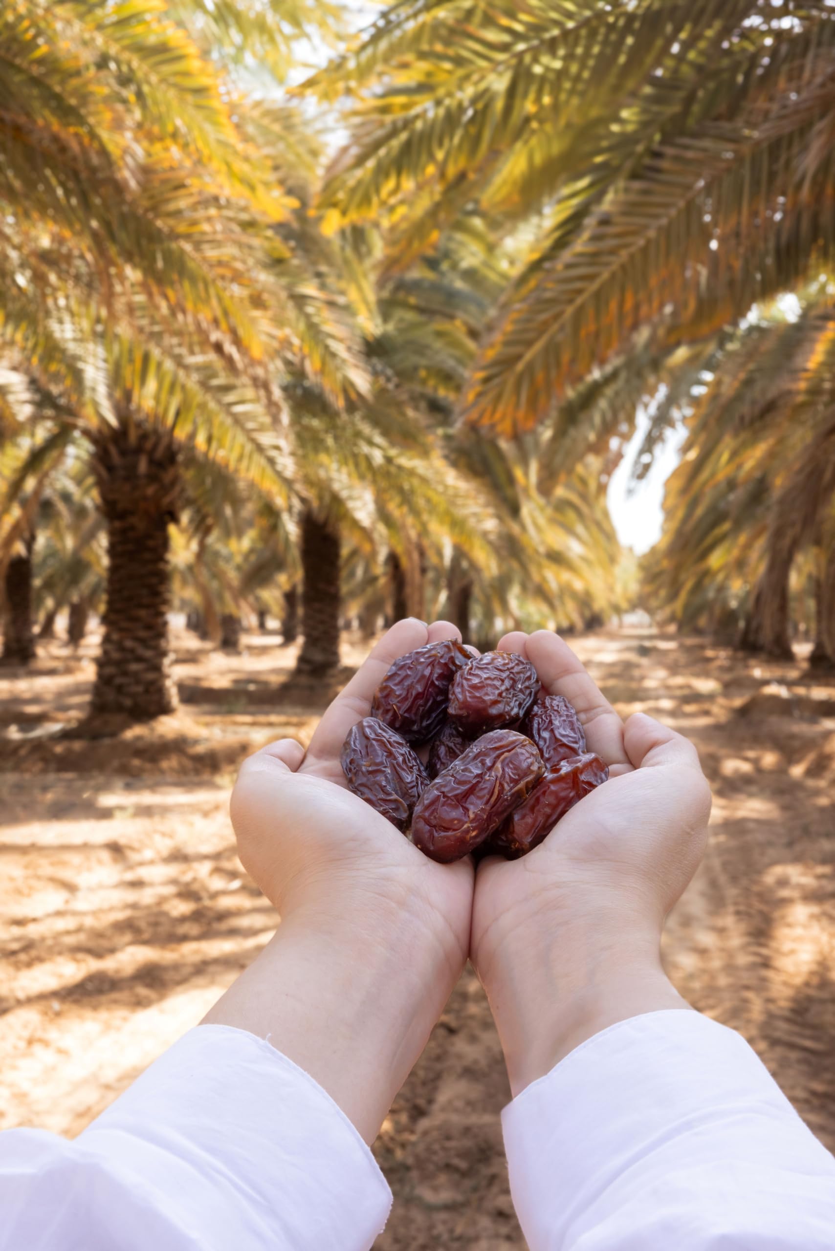 Jomara Khidri Whole Dates | 4.4 lbs | Natural Dried Dates | Healthy Snack | Natural Source of Fiber and Antioxidants | Vegan, Gluten Free, Paleo, Dairy Free