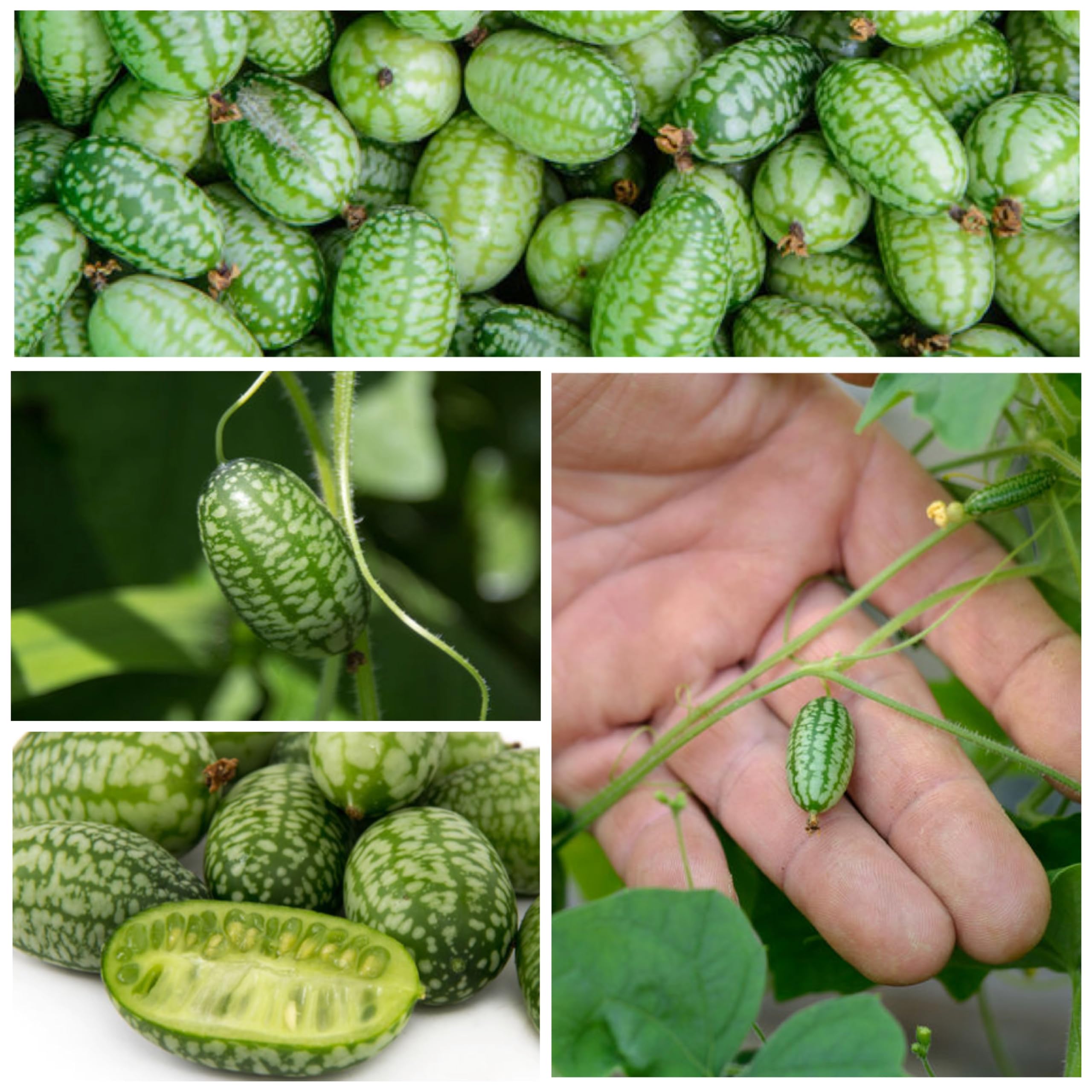 Seed Needs, Cucamelon Seeds - 65 Heirloom Seeds for Planting Melothria scobra - Mexican Sour Gherkin Non-GMO & Untreated, Boasts a Light Citrus Flavor, (2 Packs)