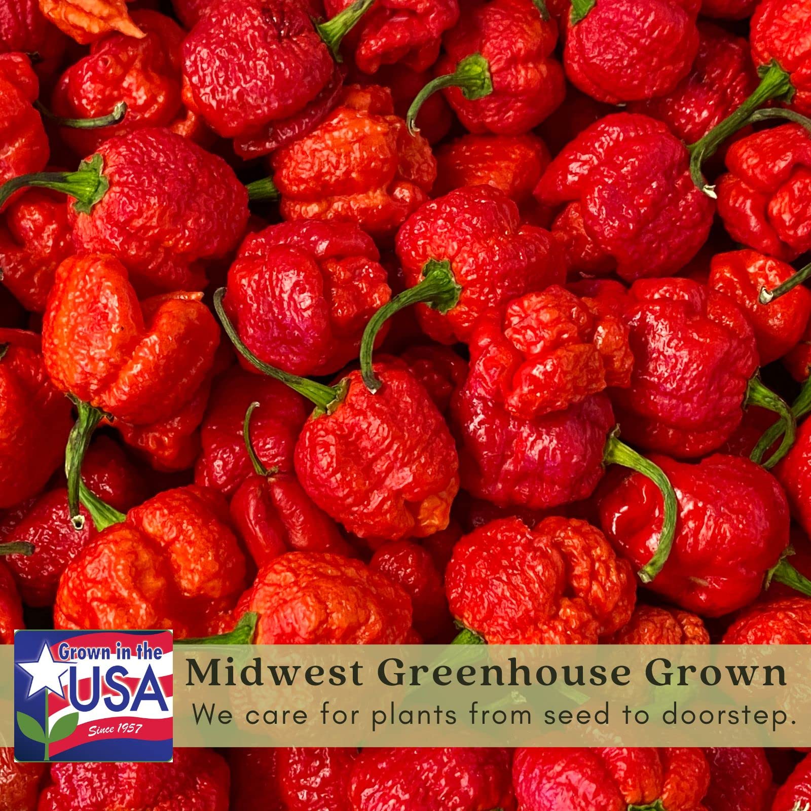 Clovers Garden Carolina Reaper Pepper Plant - Non-GMO - Not Seeds - Each 4" to 8" Tall – in 4" Inch Pots - World's Hottest Pepper - 2.2 Million SHU