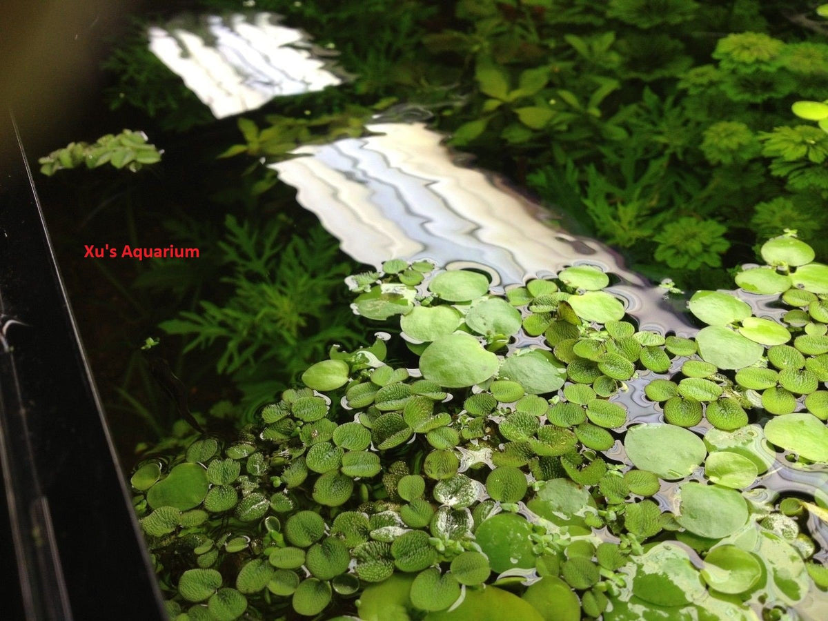 24 Water Spangles (Salvinia Minima), Live Aquarium/Aquatic/Floating/ Pond/Beginner Plant by G&Z