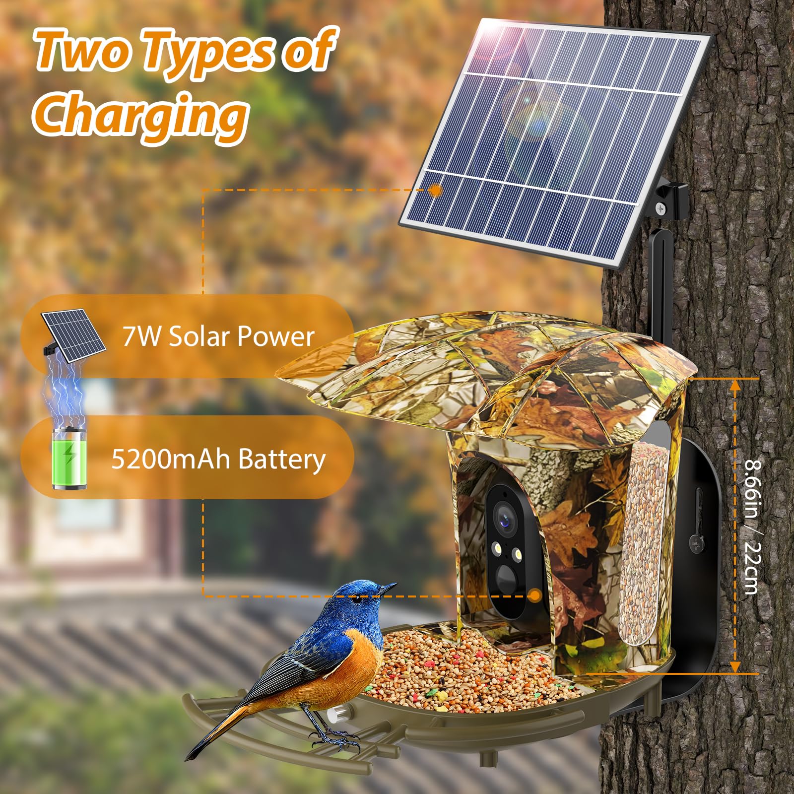 Lollyes Smart Bird Feeder Camera Outdoor, Instant Notification with Solar Panel, Bird Feeder Camera with AI Recognition, Bird Watching Gift for Bird Lovers