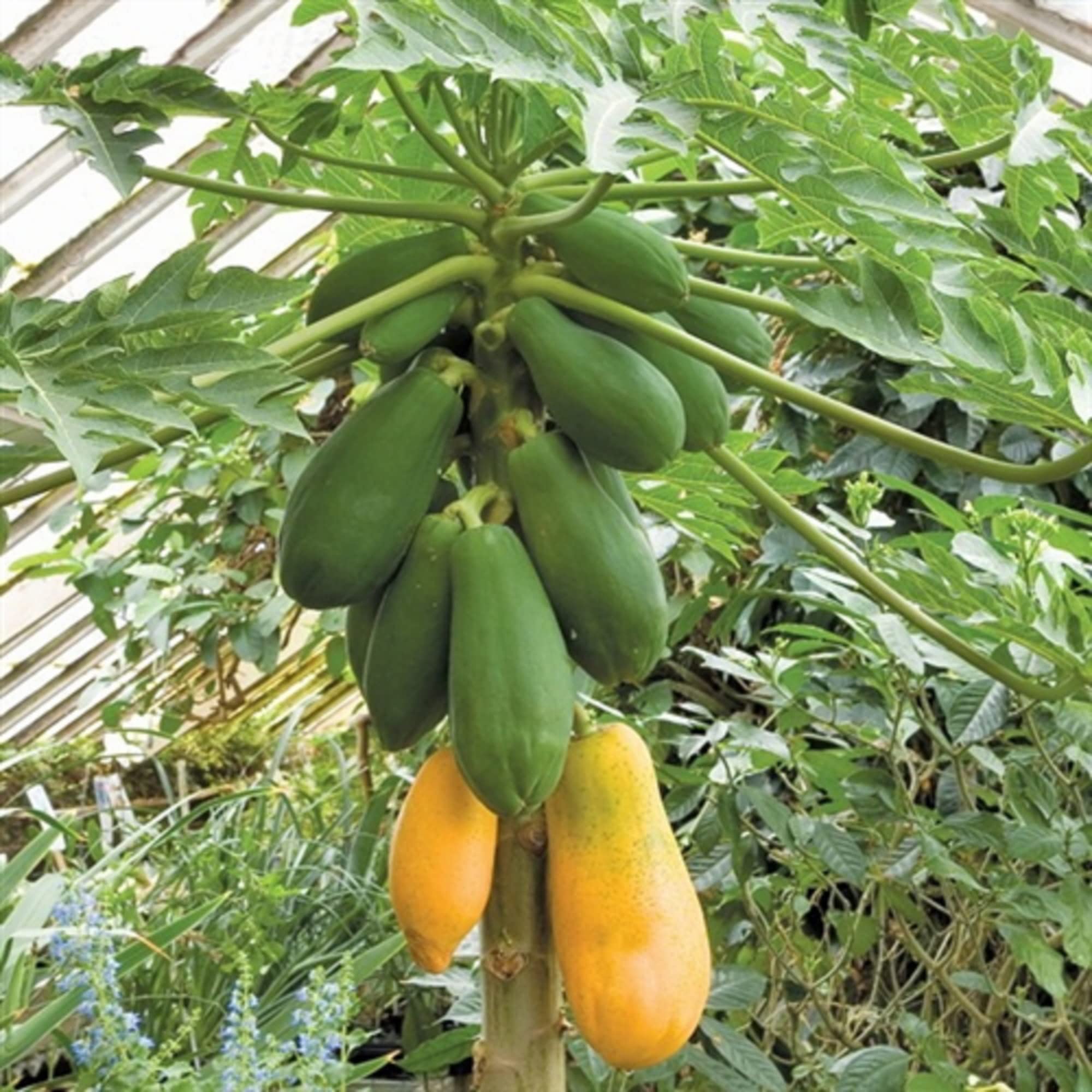 CHUXAY GARDEN Dwarf Papaya Seed 20 Seeds Sweet Fruit Tree Gardening Grows in Just Weeks Low-Maintenance