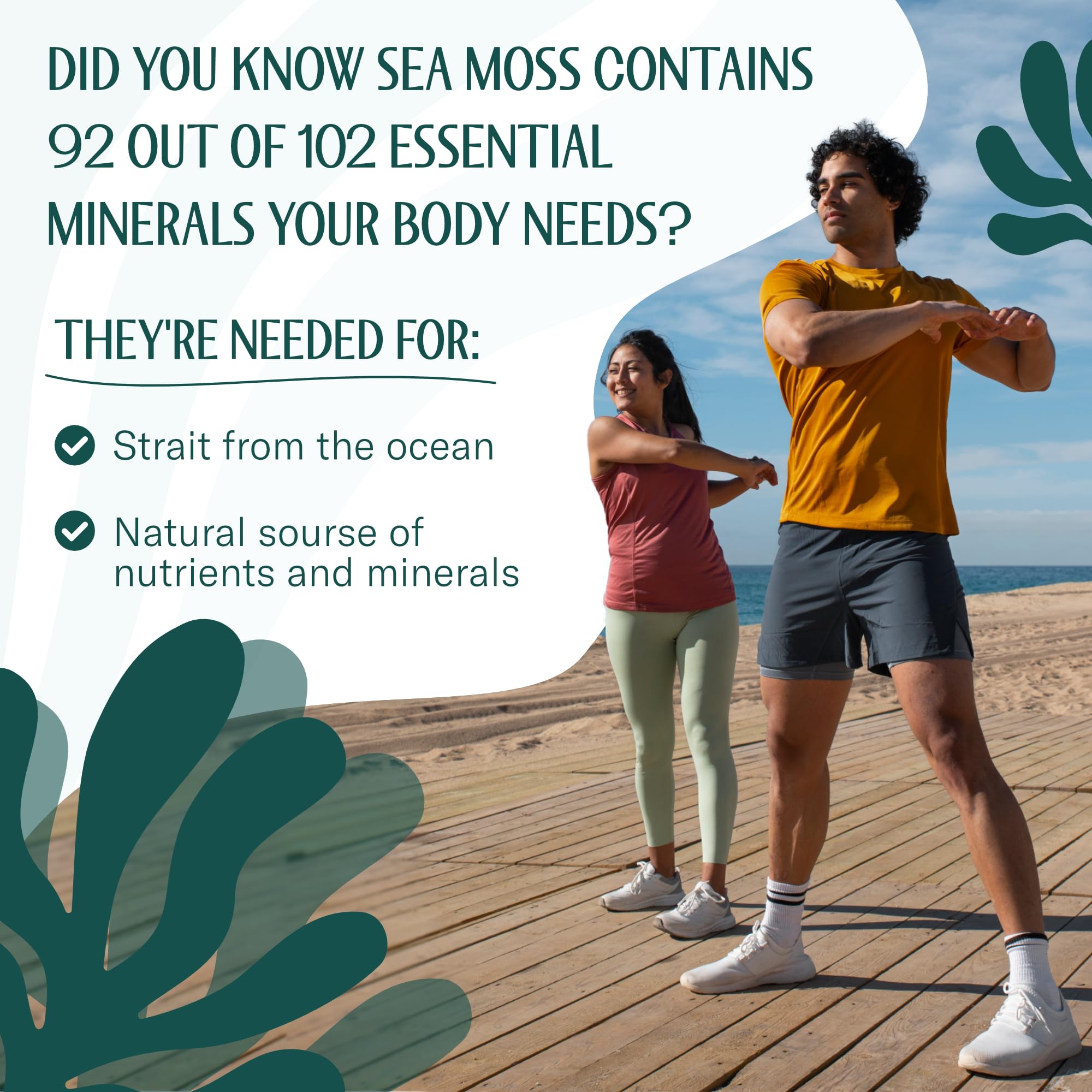 True Sea Moss Raw Irish Sea Moss – Wildcrafted Sundried Seamoss for Gel & Gut Health – Organic Seaweed Superfood – Vegan, Non-GMO, Gluten-Free – 16oz (1 lb) Makes Up to 200oz Gel