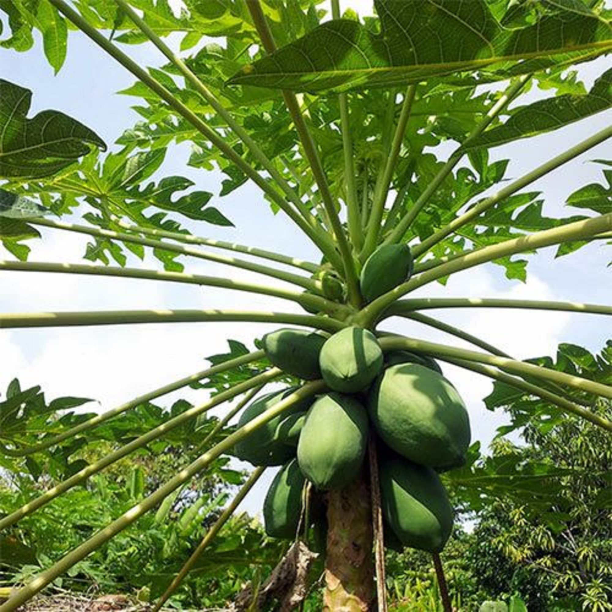 CHUXAY GARDEN Dwarf Papaya Seed 20 Seeds Sweet Fruit Tree Gardening Grows in Just Weeks Low-Maintenance