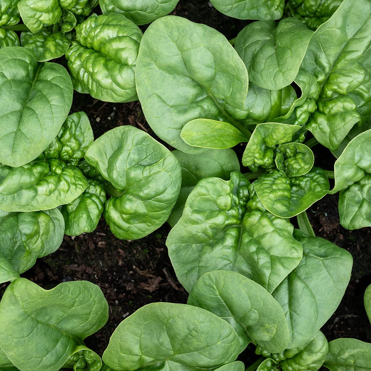 Organic Spinach Seeds (Bloomsdale Long Standing) - Approx 300 Seeds - USDA Organic, Non-GMO, Open Pollinated, Heirloom, USA Origin