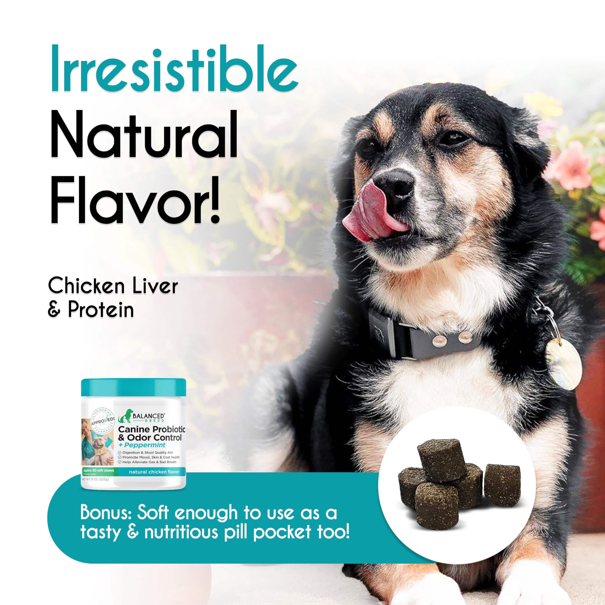 Balanced Breed Veterinarian Pharmacist Approved Pet Probiotics Dogs Digestive Health Natural Dog Probiotics Chew Dogs Itchy Skin Itchy Ears Enzymes Anti Diarrhea Senior Dog Probiotic Chews Made In USA