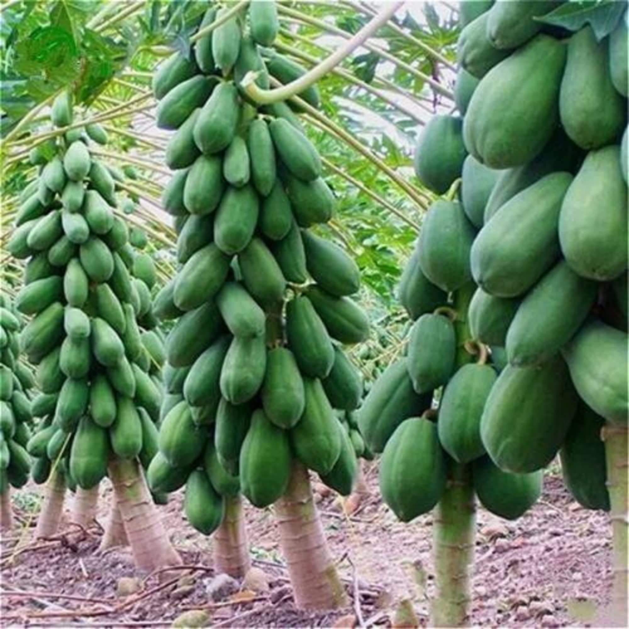 CHUXAY GARDEN Dwarf Papaya Seed 20 Seeds Sweet Fruit Tree Gardening Grows in Just Weeks Low-Maintenance