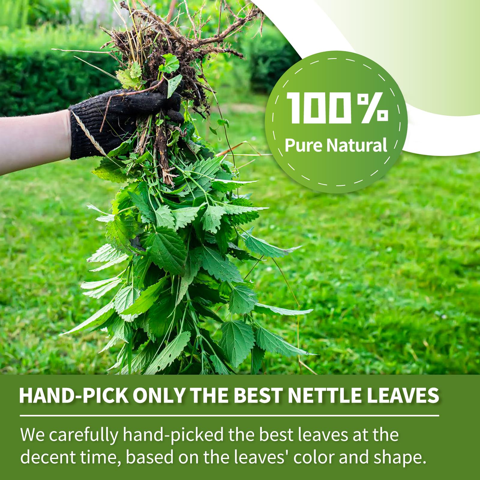 Stinging Nettle Leaf Tea Bags - 60bags Pure & Natural Nettle Leaf Herbal Tea, Caffeine Free, No Additives, No Sugar, Non-Gmo, No Gluten