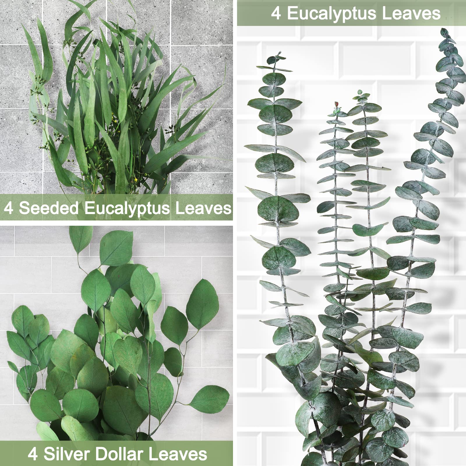 Glicrili 12Pcs Mixed Real Dried Eucalyptus Leaves Stems - Preserved Plant Branches, Silver Dollar Eucalyptus, Seeded Eucalyptus Bouquets for Vase Floral Arrangements Wedding Greenery Decor