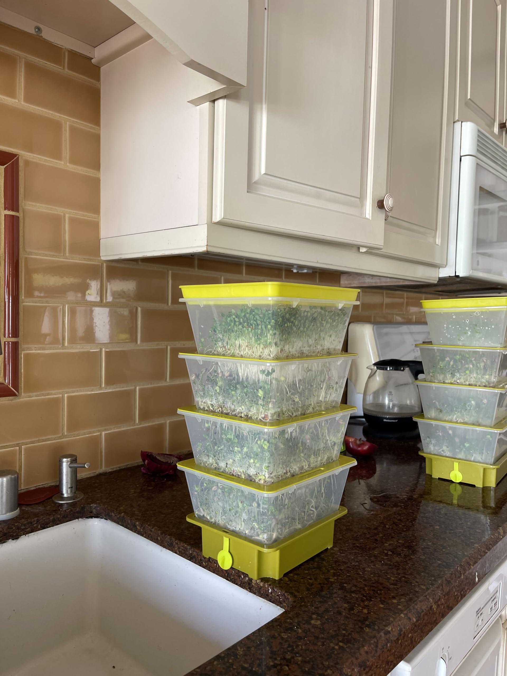 ZESTIGREENS 4-Tier Sprouting Kit with Drain Spout – Stackable Seed Sprouter Trays for Growing Fresh Sprouts at Home – BPA-Free, Easy Rinse & Drain System