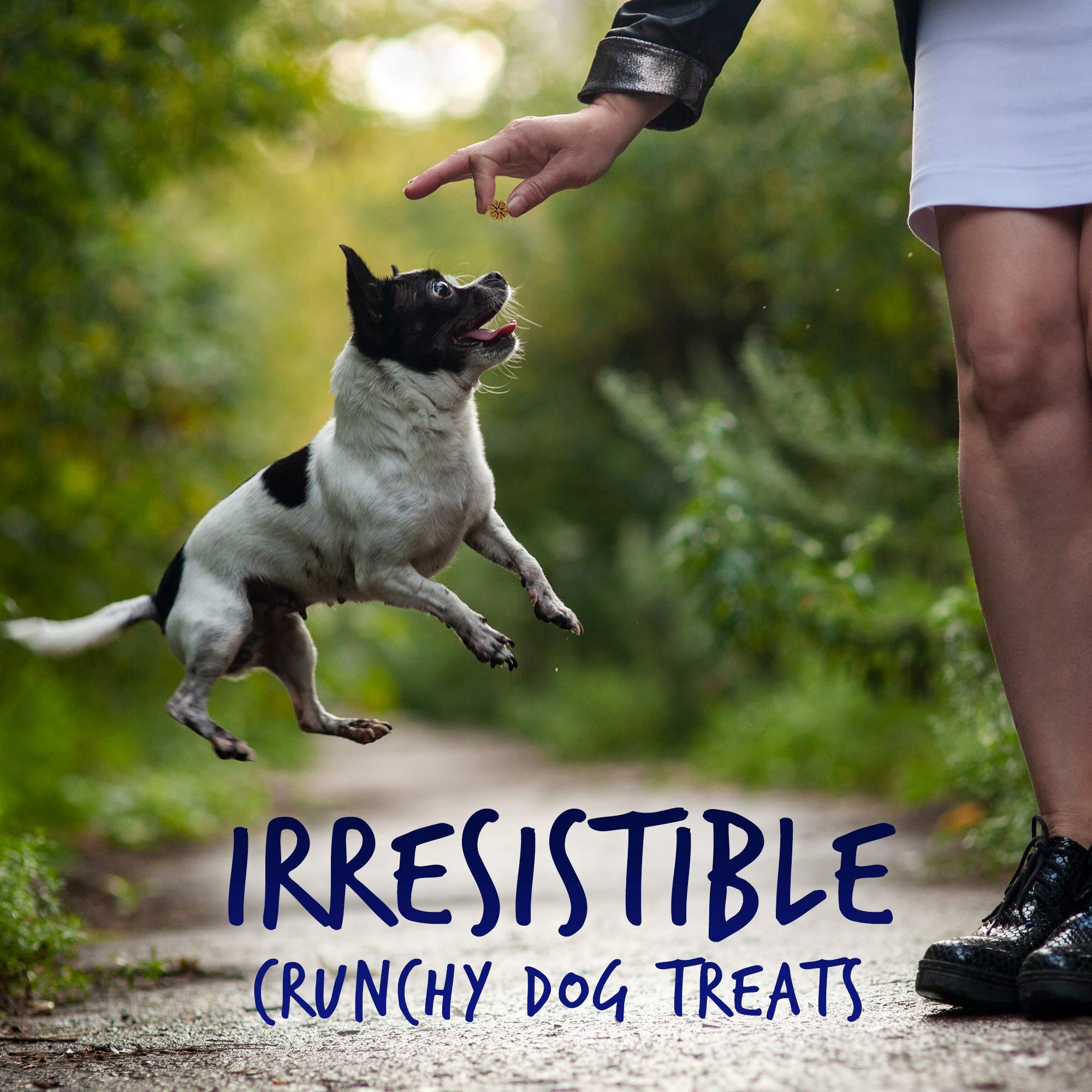 Fruitables Skinny Mini Dog Treats – Healthy Treats for Dogs – Low Calorie Training Treats – Free of Wheat, Corn and Soy – Pumpkin and Berry – 12 Ounces