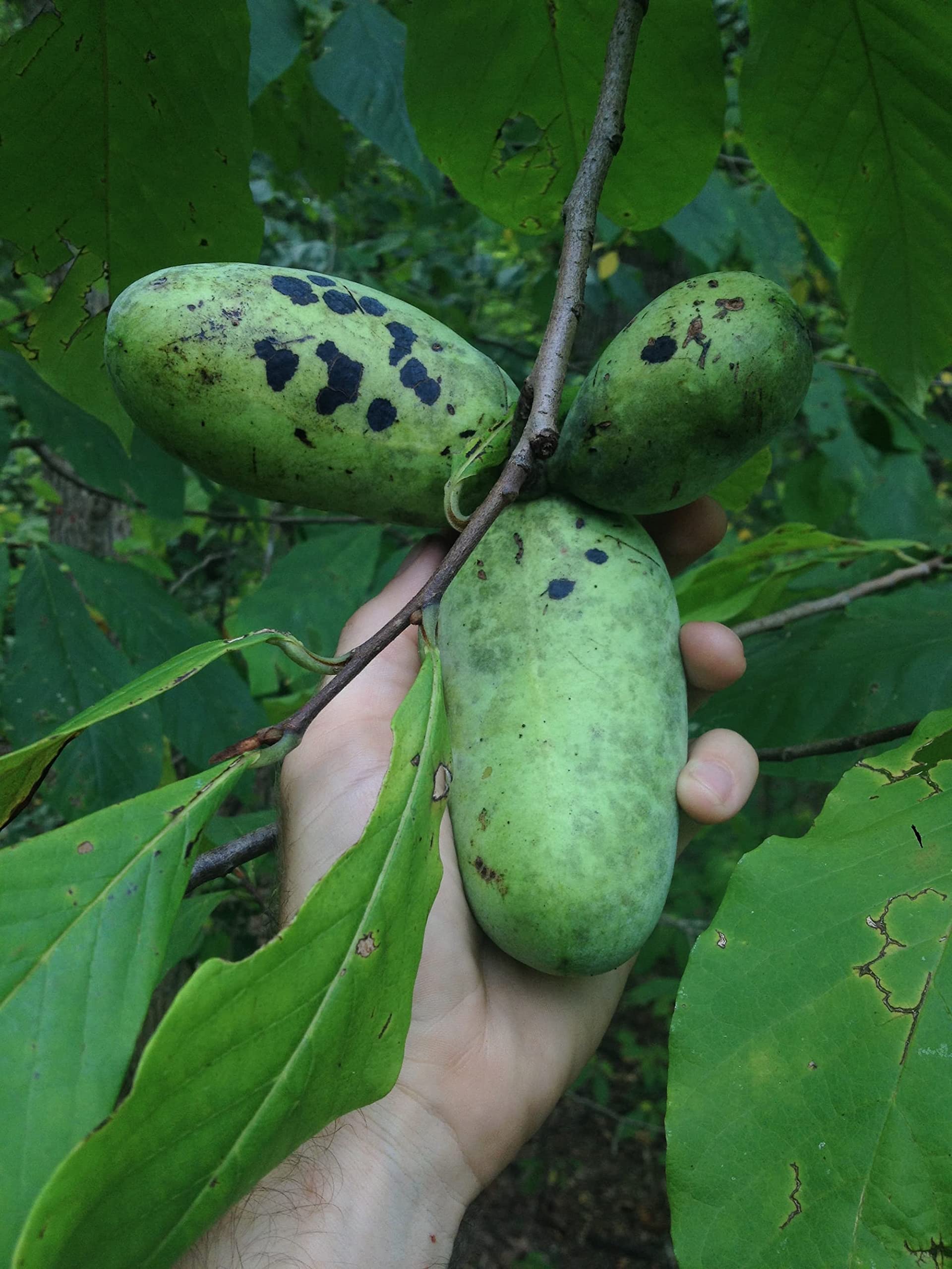 Pawpaw Tree Live Plant in 2.5 Inc Pot, Asimina Triloba Paw Paw Tree Starter Size, 5 to 7 Inches in Tall, 1 Year Old Seedling, Edible Pawpaw Plant