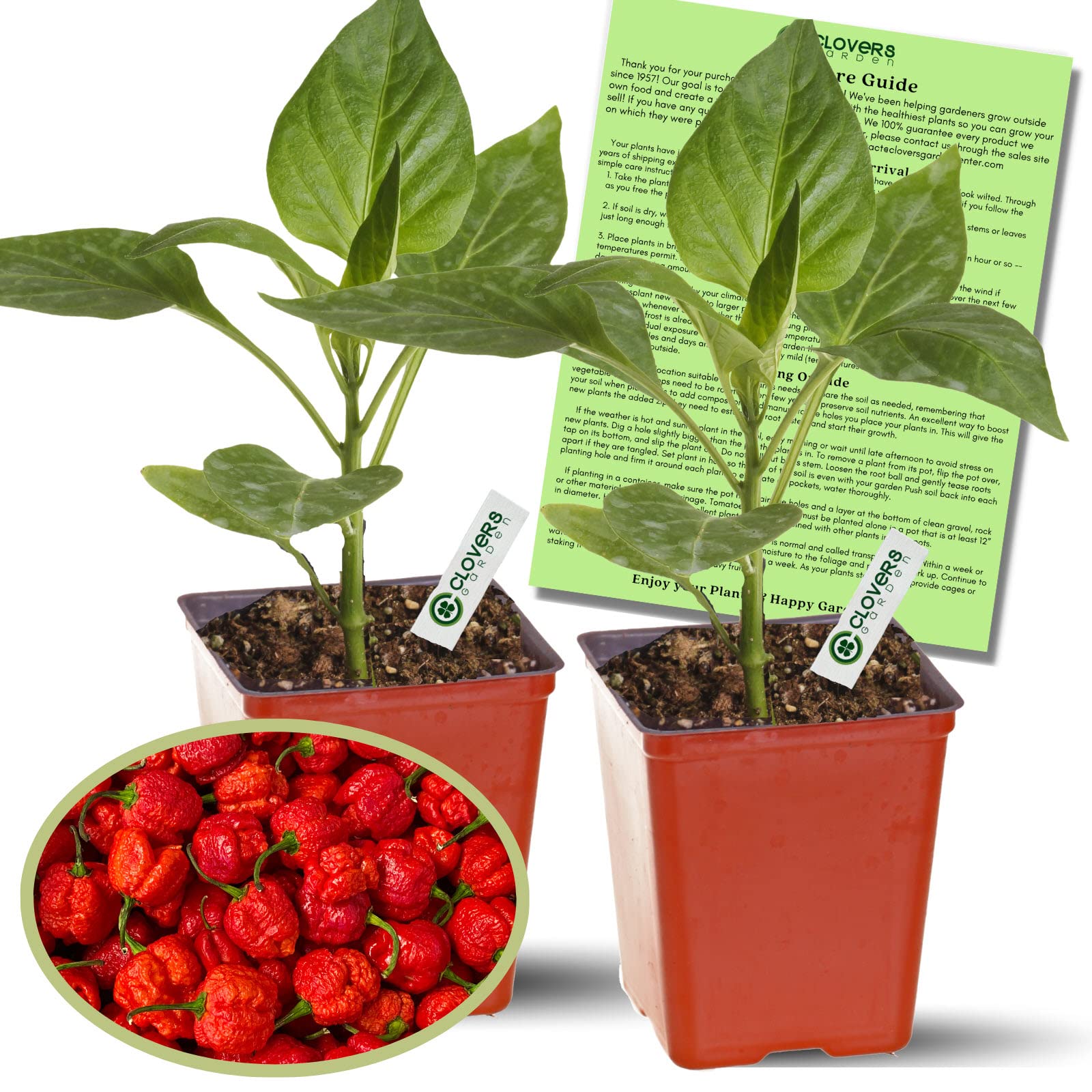 Clovers Garden Carolina Reaper Pepper Plant - Non-GMO - Not Seeds - Each 4" to 8" Tall – in 4" Inch Pots - World's Hottest Pepper - 2.2 Million SHU