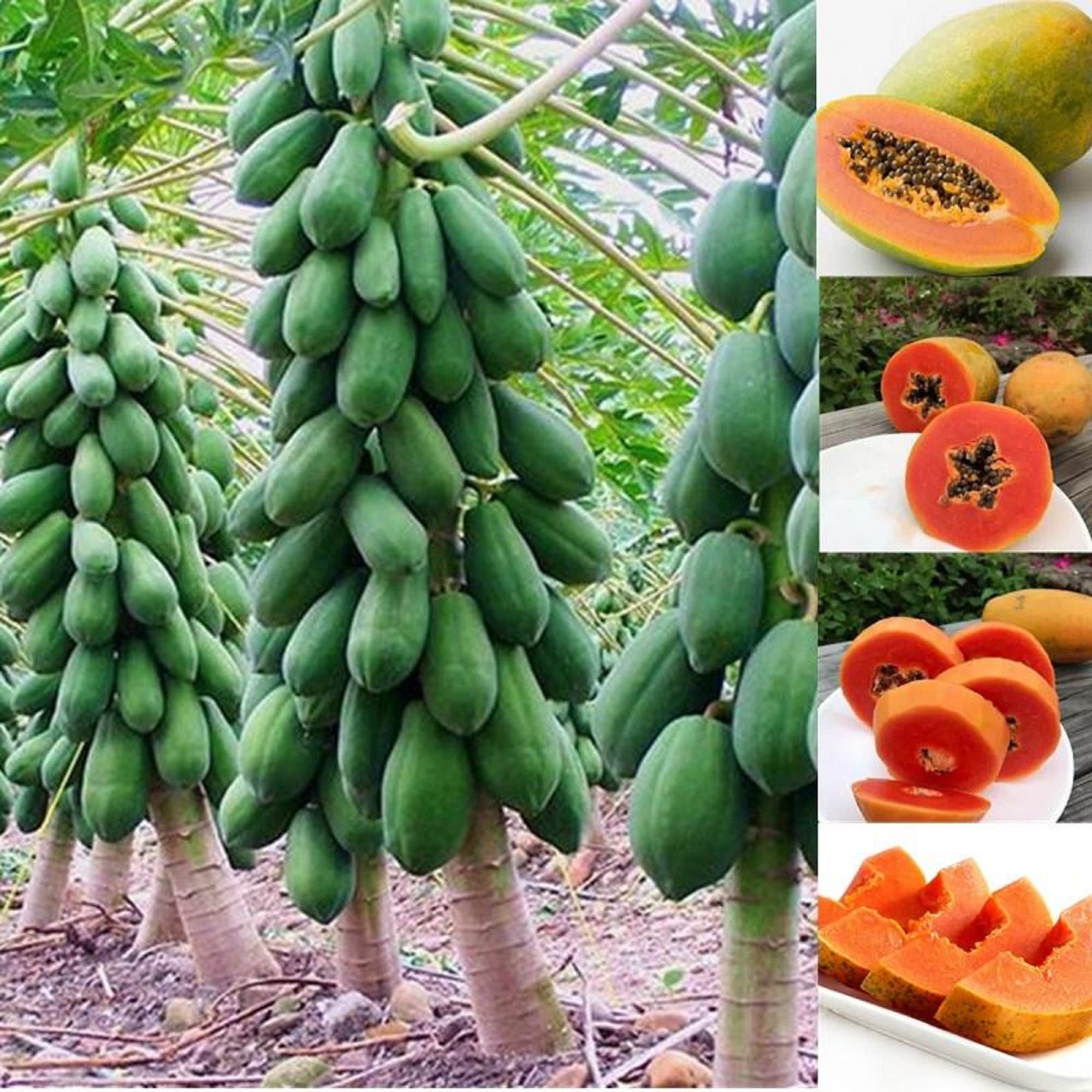 CHUXAY GARDEN Dwarf Papaya Seed 20 Seeds Sweet Fruit Tree Gardening Grows in Just Weeks Low-Maintenance